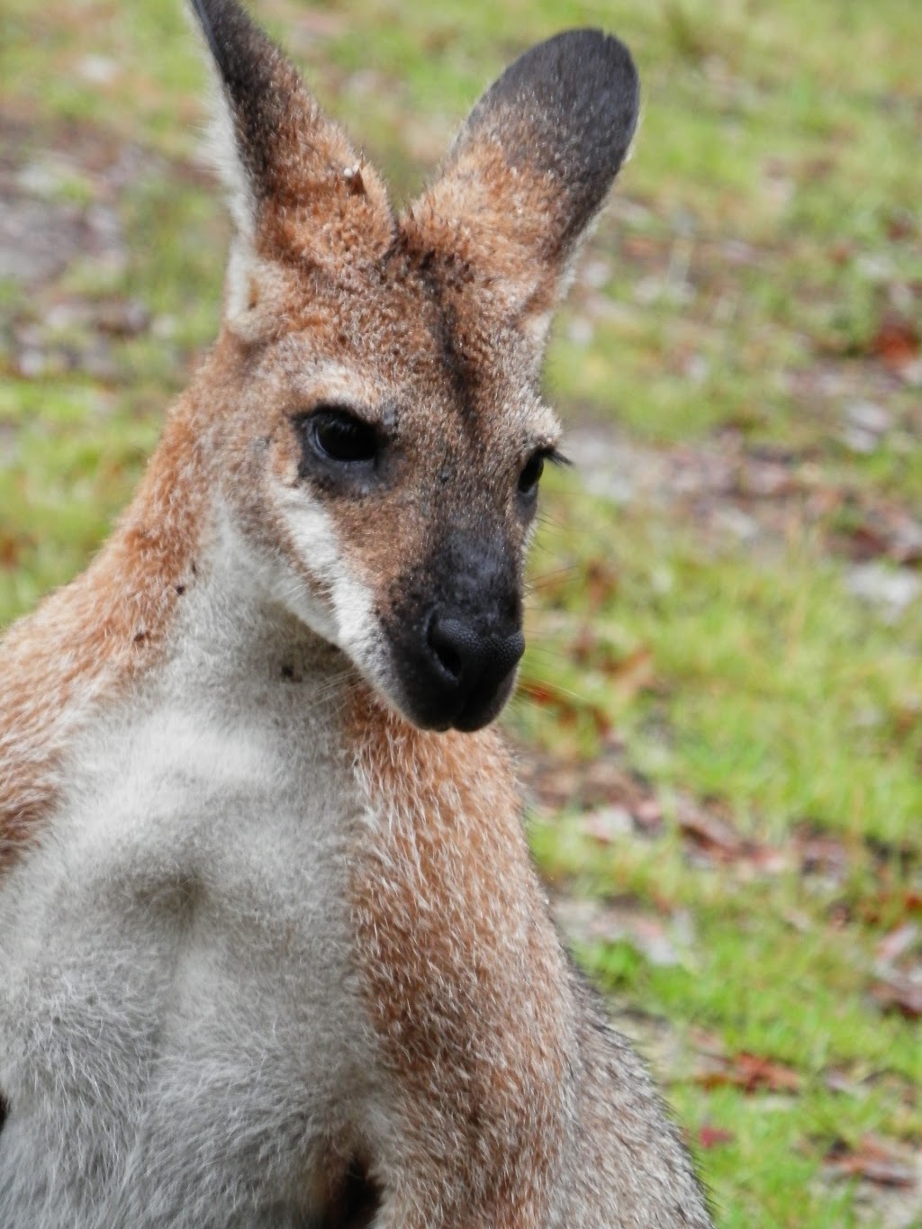 Wonboyn Lake Resort | lodging | 204 Daunceys Rd, Wonboyn NSW 2551, Australia | 0264969162 OR +61 2 6496 9162