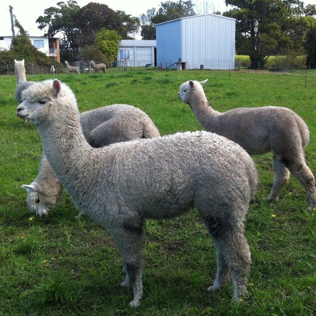 Cardiff Alpacas | store | 165 Nicholsons Ln, Harwood NSW 2465, Australia | 0266464377 OR +61 2 6646 4377
