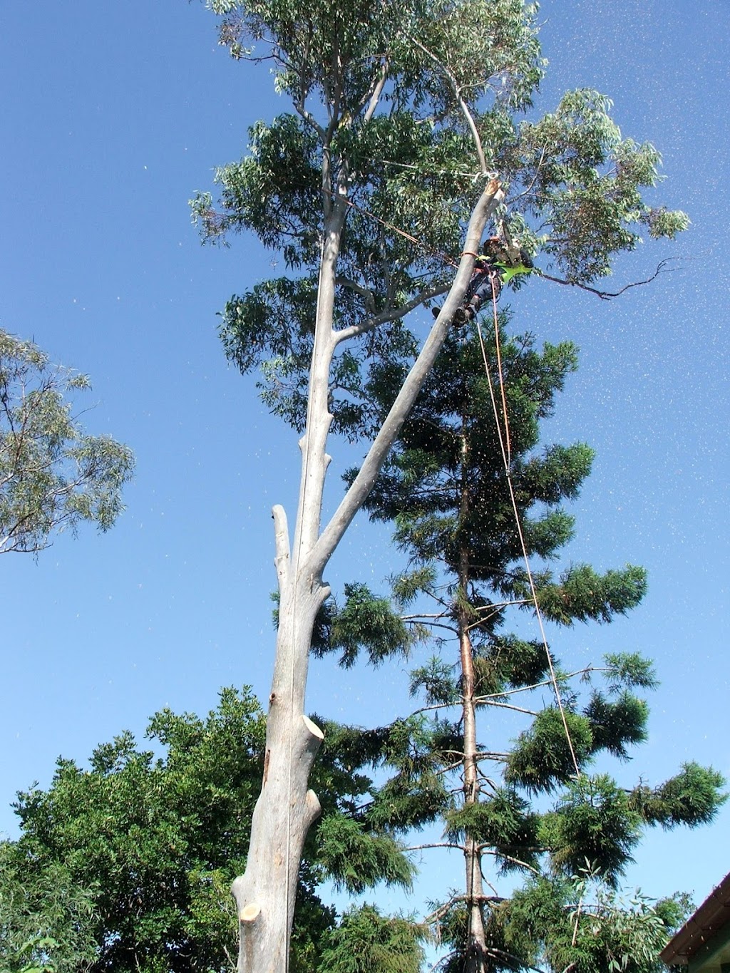 Dazzas Tree Services | East, 3 Belbin St, Goodna QLD 4300, Australia | Phone: 0421 697 189