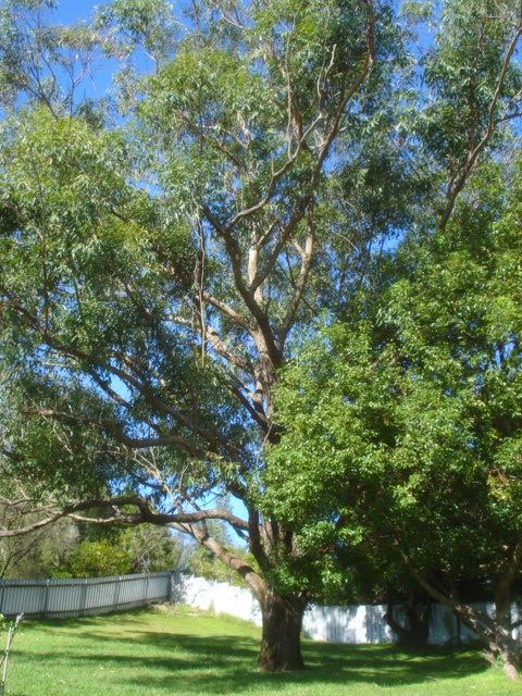 Joseph Pidutti - Consulting Arborist | 3 Victoria Rd, Tingira Heights NSW 2290, Australia | Phone: 0412 996 659