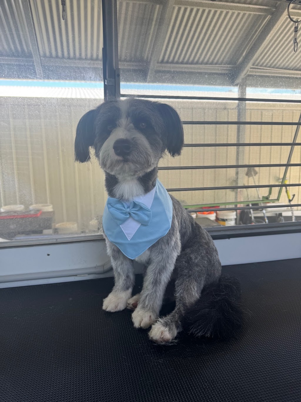 Clean a Paw, South Maclean | 29-39 Crest Rd, South Maclean QLD 4280, Australia | Phone: 0405 407 243 Clean a Paw, South Maclean | 29-39 Crest Rd, South Maclean QLD 4280, Australia | Phone: 0405 407 243