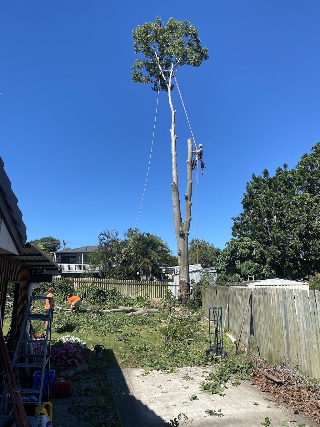 Logan City Tree Experts | 27 Holles St, Waterford West QLD 4133, Australia | Phone: 0431 804 308