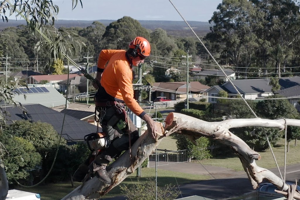 Friendly Freds Tree Services | 299 Cawdor Rd, Cawdor NSW 2570, Australia | Phone: (02) 4655 1133