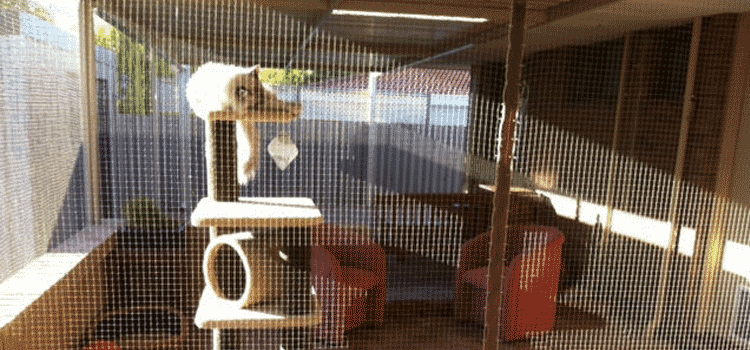 CatSafe Quality Cat enclosures and Cat Runs |  | 102 Copeland Dr, North Lakes QLD 4509, Australia | 0419028883 OR +61 419 028 883