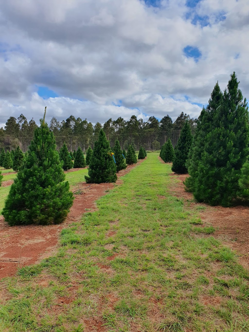 Chrissy Trees 4 U |  | 328 Reedy Creek Rd, Benair QLD 4610, Australia | 0741643161 OR +61 7 4164 3161