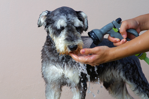 The Cute Canine Dog & Cat Grooming Salon | Servicing all Cronulla & Sutherland Shire, 90A Cawarra Road, Caringbah NSW 2229, Australia | Phone: (02) 9524 1966
