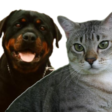 Cats and Canines | pet store | 15 Whiteside Rd, Whiteside QLD 4503, Australia | 0738891562 OR +61 7 3889 1562