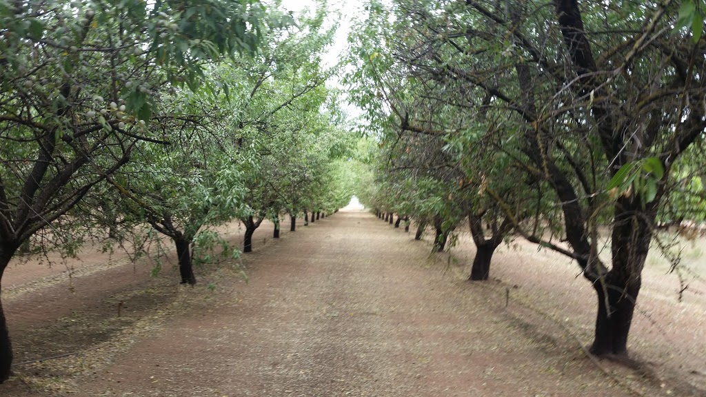 Lot1Almonds Productions | 1658 Boundary Rd, Gawler River SA 5118, Australia | Phone: 0448 397 728