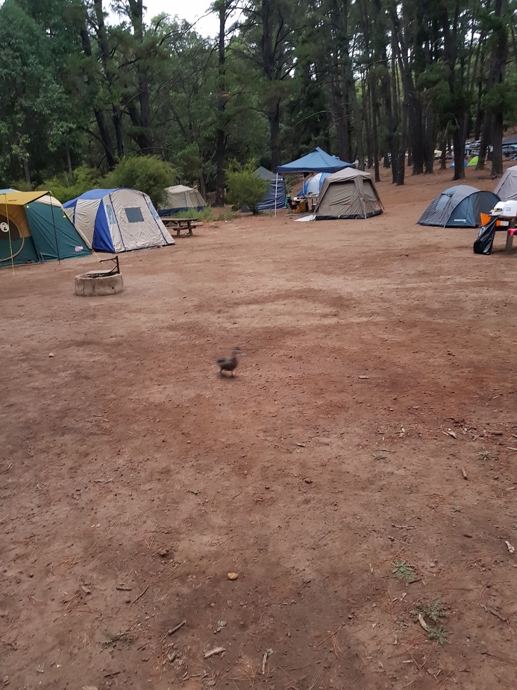 Nanga Bush Camp - Currawong Lodge | lodging | Nanga Brook WA 6215, Australia