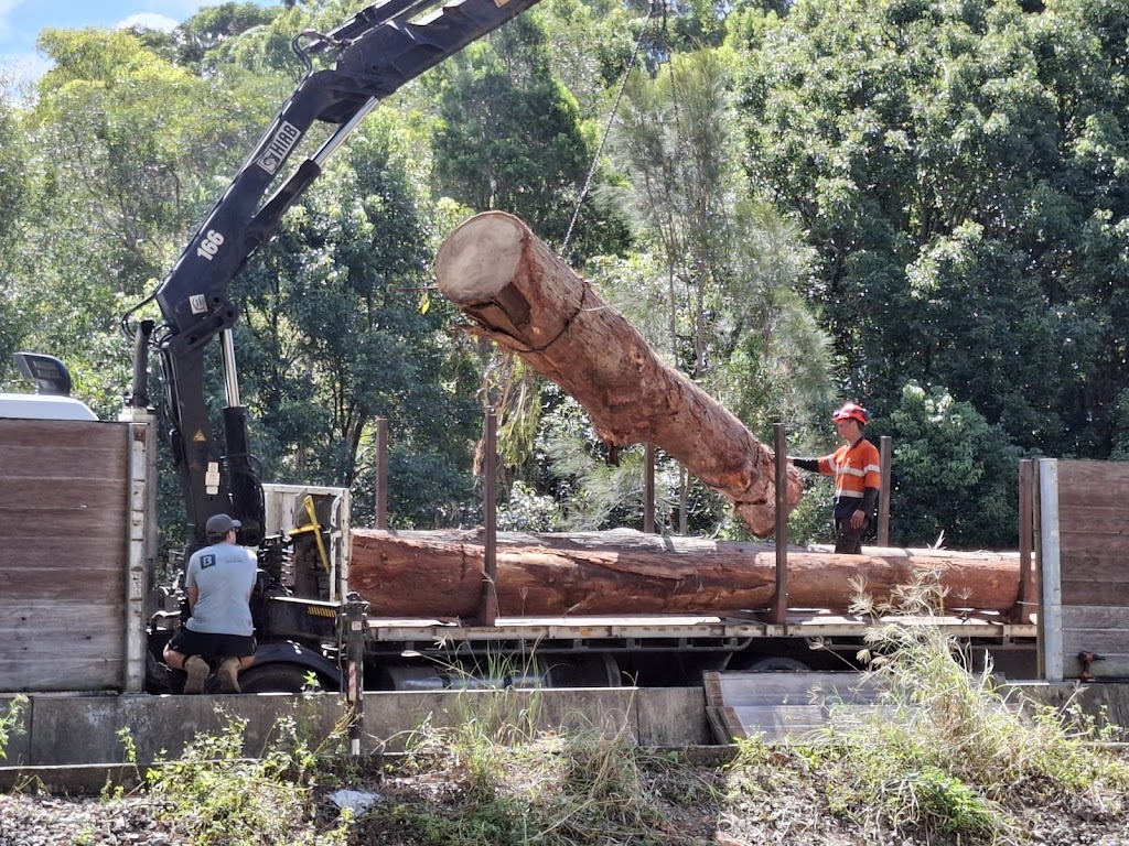 Big Trees Only | 569 Numinbah Rd, North Arm NSW 2484, Australia | Phone: 0412 788 687