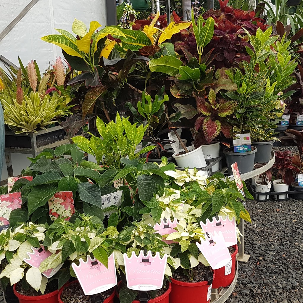 Plants Plus - Natures Decor | store | 1132 Teven Rd, Alstonville NSW 2477, Australia | 0266283952 OR +61 2 6628 3952
