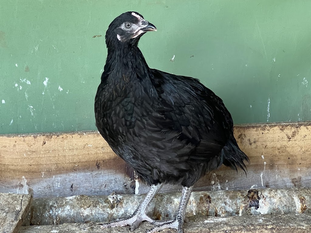 Gippys Poultry | 47 Colquhoun Blvd, Warragul VIC 3820, Australia | Phone: 0434 744 083