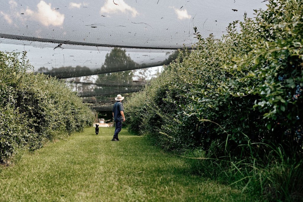 Higgins Creek Farm | 2553 Princes Hwy, Cockwhy NSW 2539, Australia | Phone: 0422 403 501