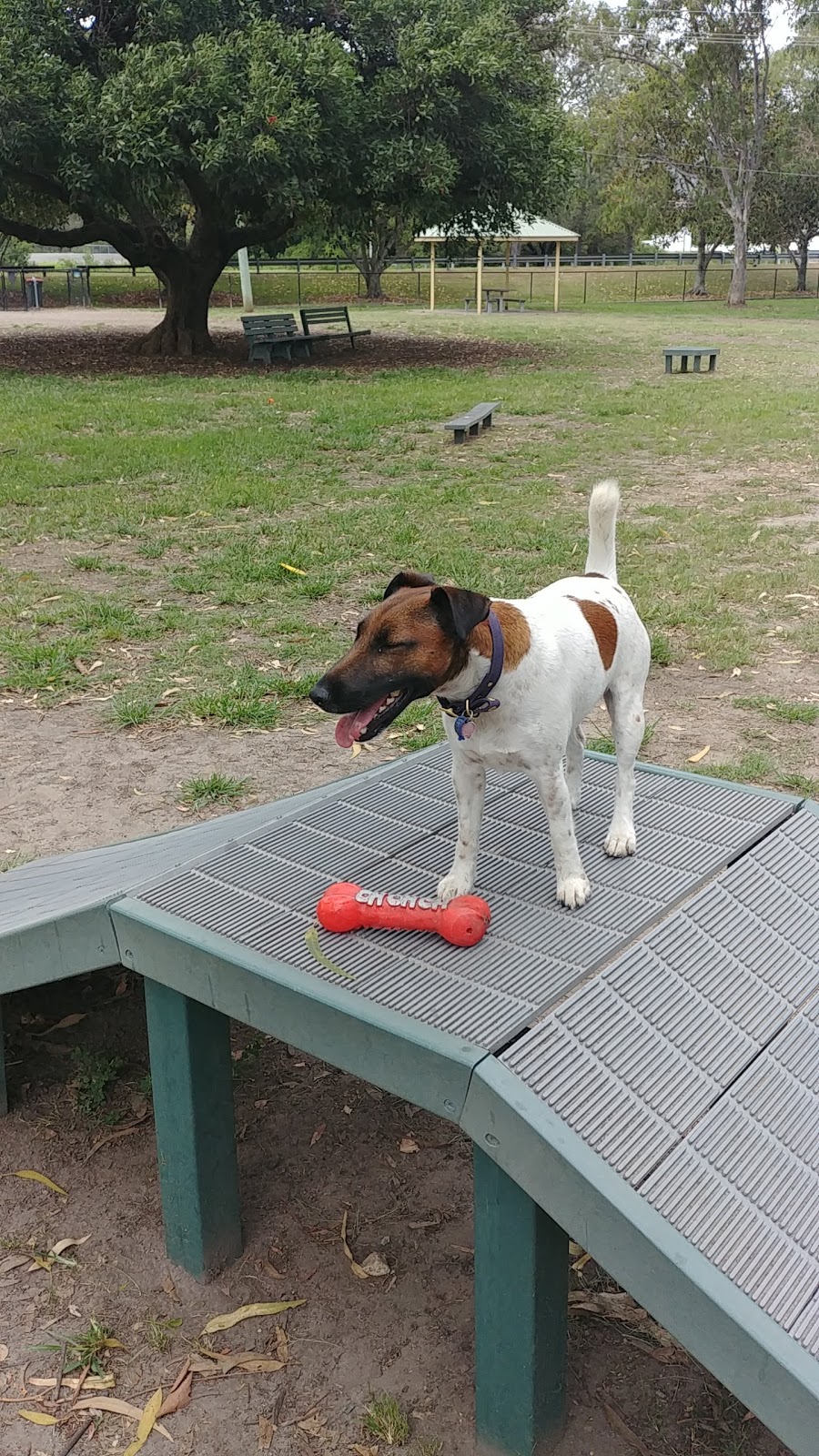 Everton Park Dog Park | park | 4 CORINTH St, Everton Park QLD 4053, Australia