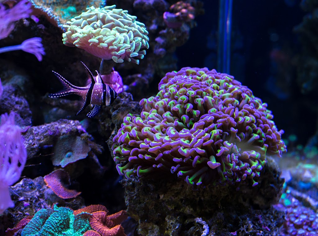 Aquarium Zone | aquarium | 2/12 Piper Dr, Ballina NSW 2478, Australia | 0266860002 OR +61 2 6686 0002