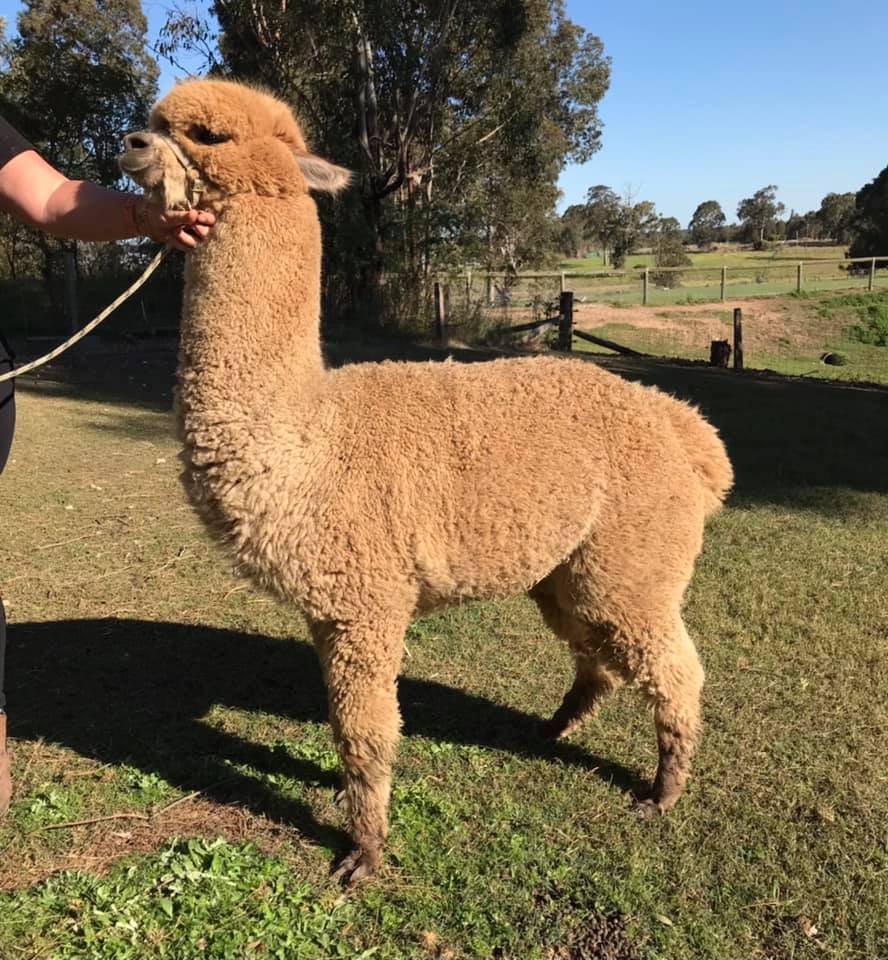 SAPHIRE PARK ALPACAS | 1166 Paterson Rd, Woodville NSW 2321, Australia | Phone: 0425 278 886