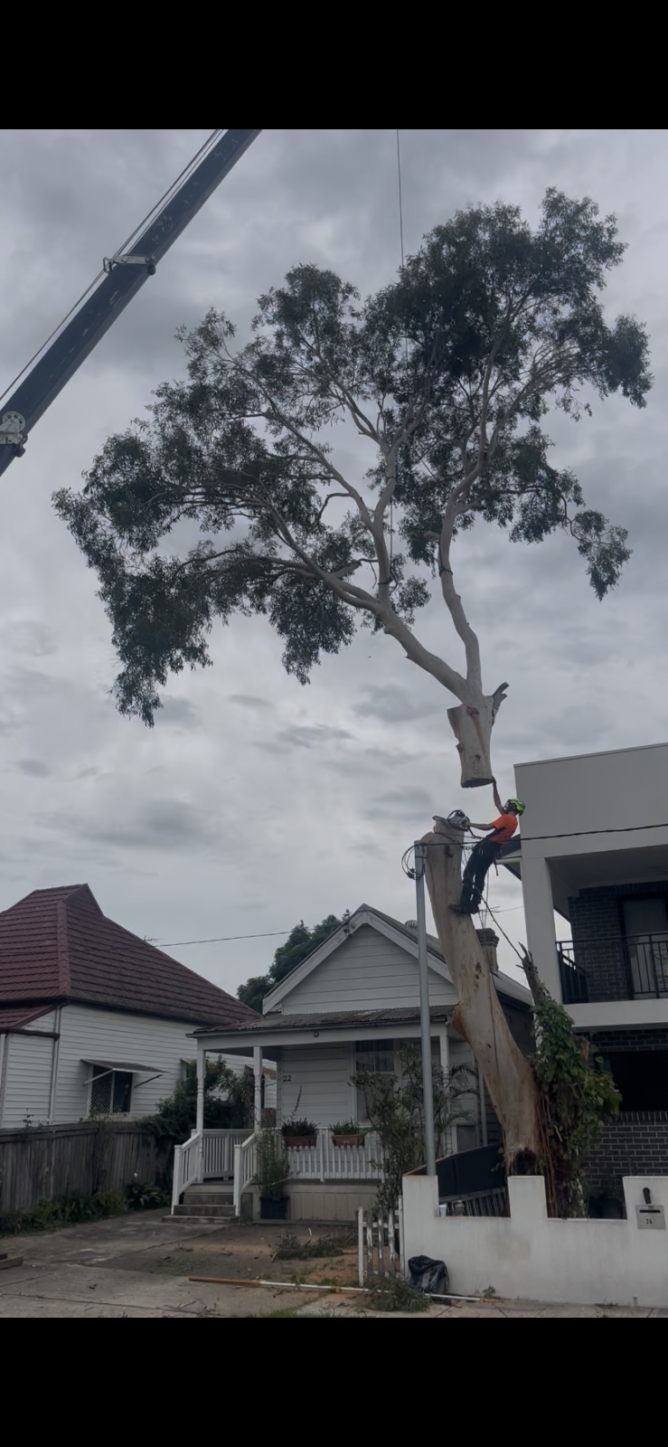Erwin Tree Care & Services | 481 Beauchamp Rd, Maroubra NSW 2035, Australia | Phone: 0431 557 822