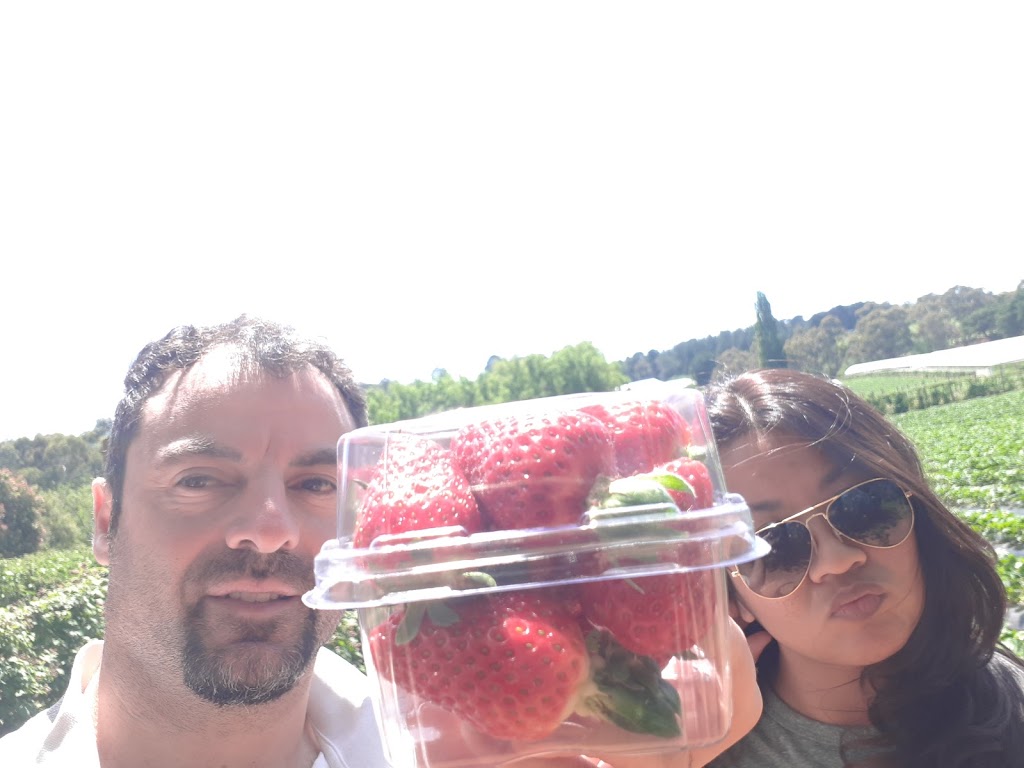 Kookaberry Strawberry Farm | 25 Lewis Rd, Wandin VIC 3139, Australia | Phone: 0415 768 222