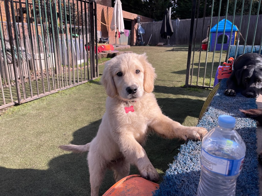 That Dog Place | 580 Bells Rd, Smythes Creek VIC 3351, Australia | Phone: 0407 334 136