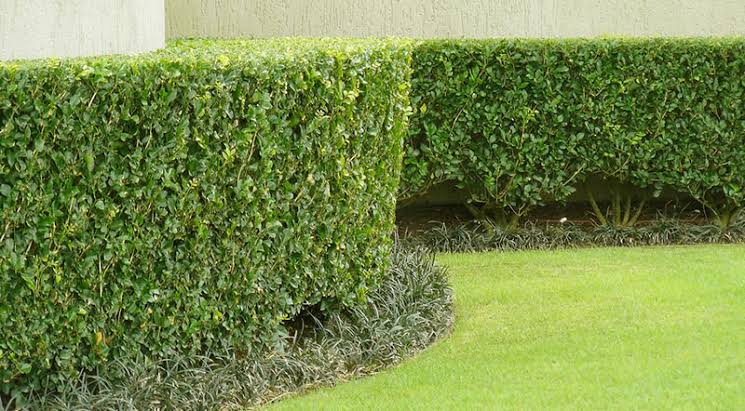 Lattas lawn and gardening services | 1 Cedar Wattle Pl, Narellan Vale NSW 2567, Australia | Phone: 0409 988 805