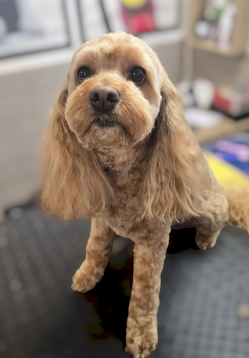 Dog Grooming by Inese | Maldon-Newstead Rd, Welshmans Reef VIC 3462, Australia | Phone: 0423 009 822