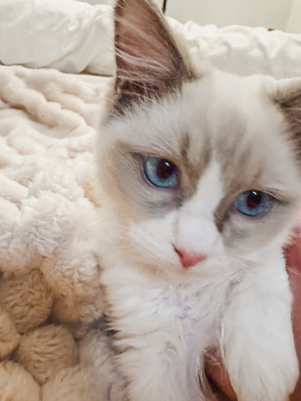 Milks Ragdolls | Milks Ragdolls, Heathcote Junction VIC 3758, Australia | Phone: 0481 973 557
