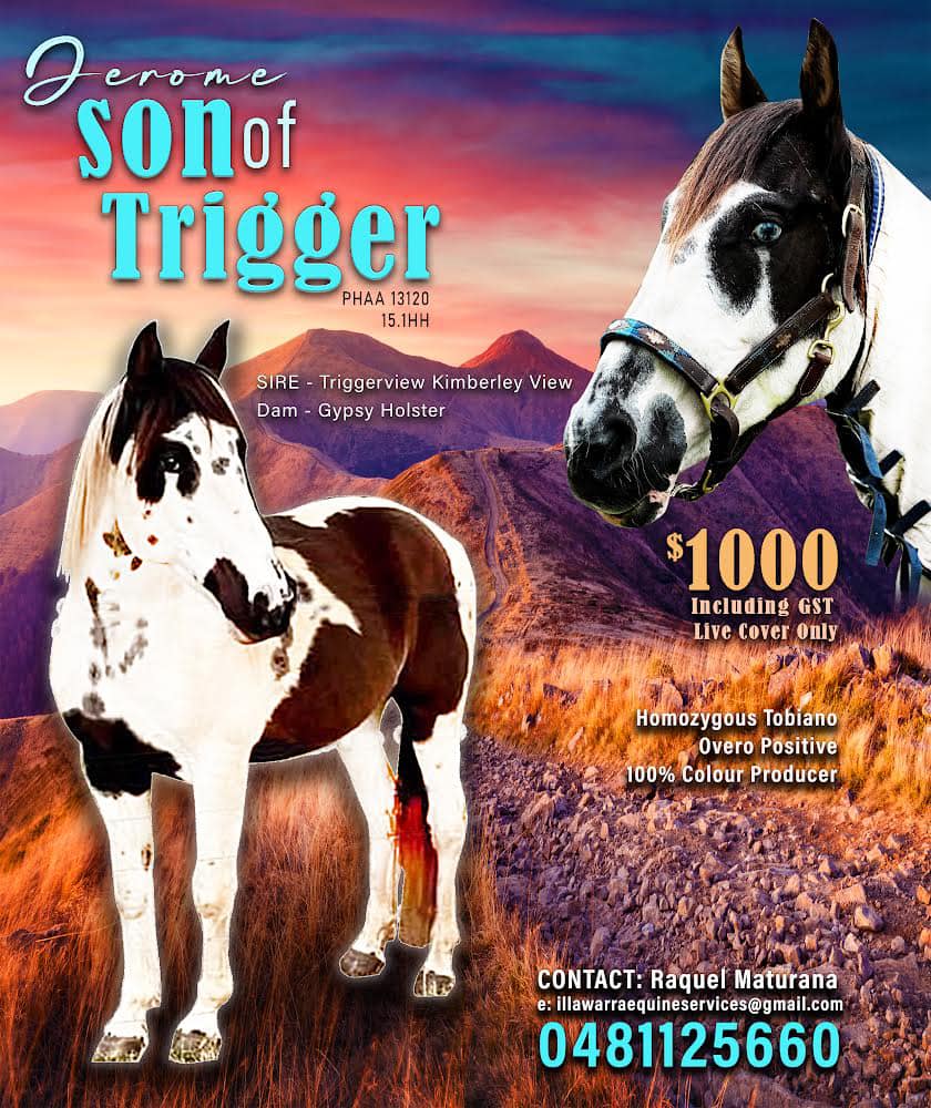 Illawarra Equine Services | Yellow Rock Rd, Yellow Rock Ridge NSW 2527, Australia | Phone: 0481 125 660