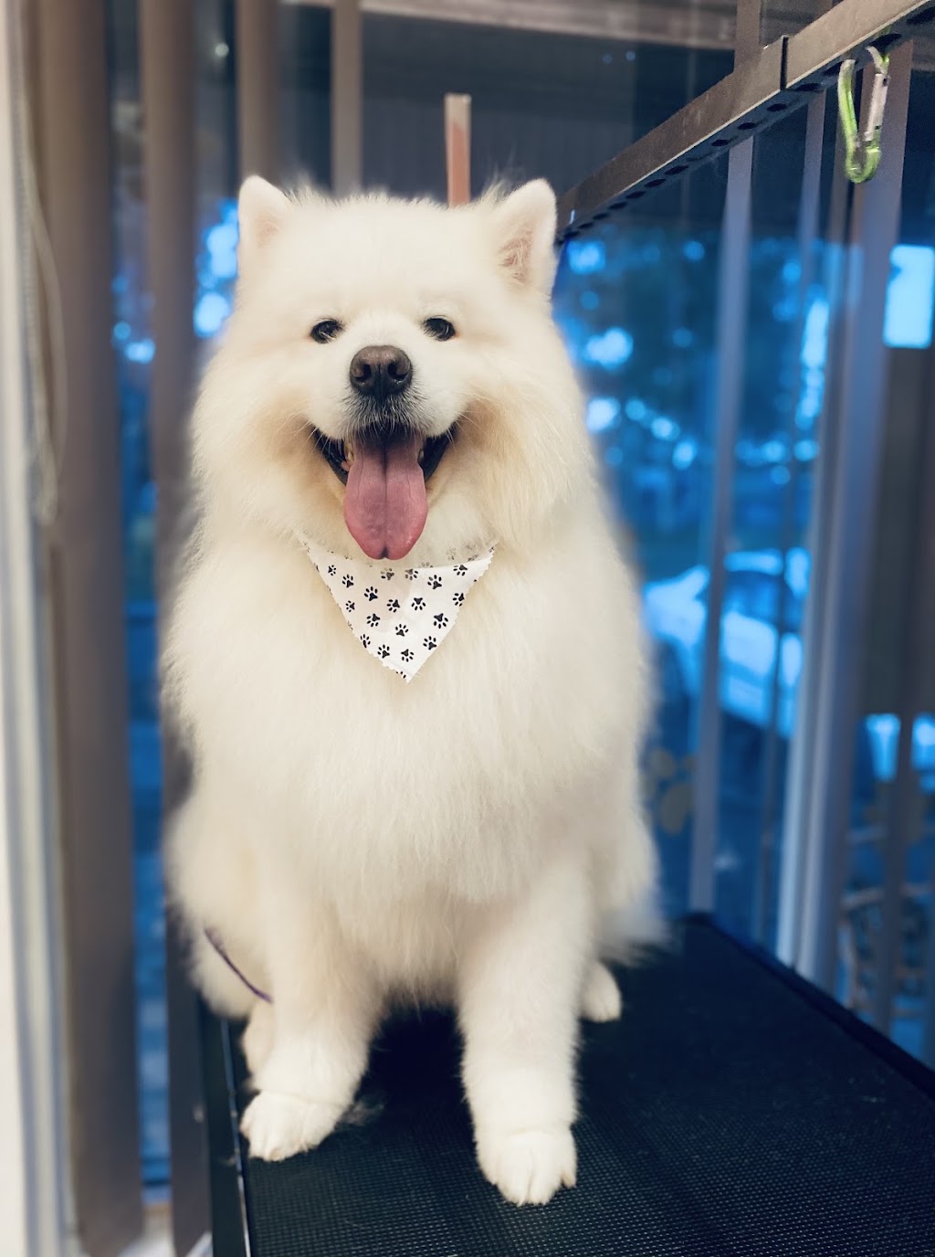 Heavenly Paws Dog Grooming & Washing | 4/78 Oxford St, Gateshead NSW 2290, Australia | Phone: 0421 278 688