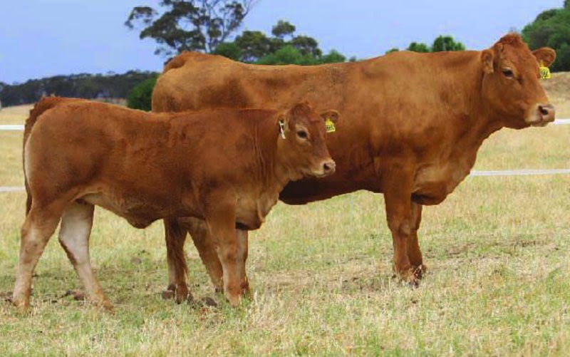 Unison Limousins | food | 168 Skippings Rd, Boyanup WA 6237, Australia | 0417315188 OR +61 417 315 188