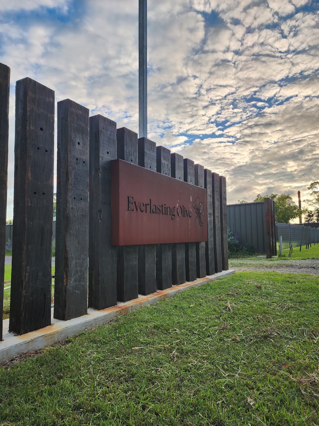 Everlasting Olive | 6 Ferodale Rd, Medowie NSW 2318, Australia | Phone: 0402 943 041
