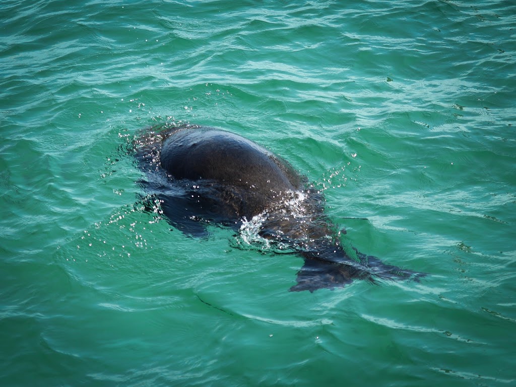 Polperro Dolphin Swims | Sorrento Pier, Esplanade, Sorrento VIC 3943, Australia | Phone: (03) 5988 8437
