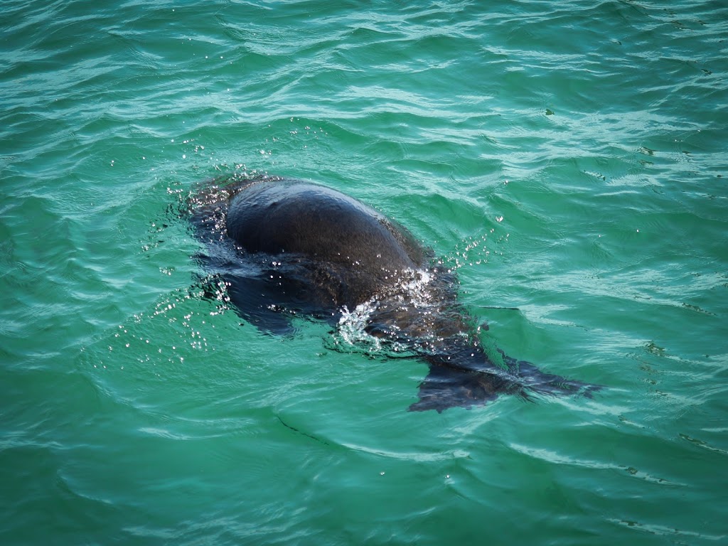 Polperro Dolphin Swims |  | Sorrento Pier, Esplanade, Sorrento VIC 3943, Australia | 0359888437 OR +61 3 5988 8437