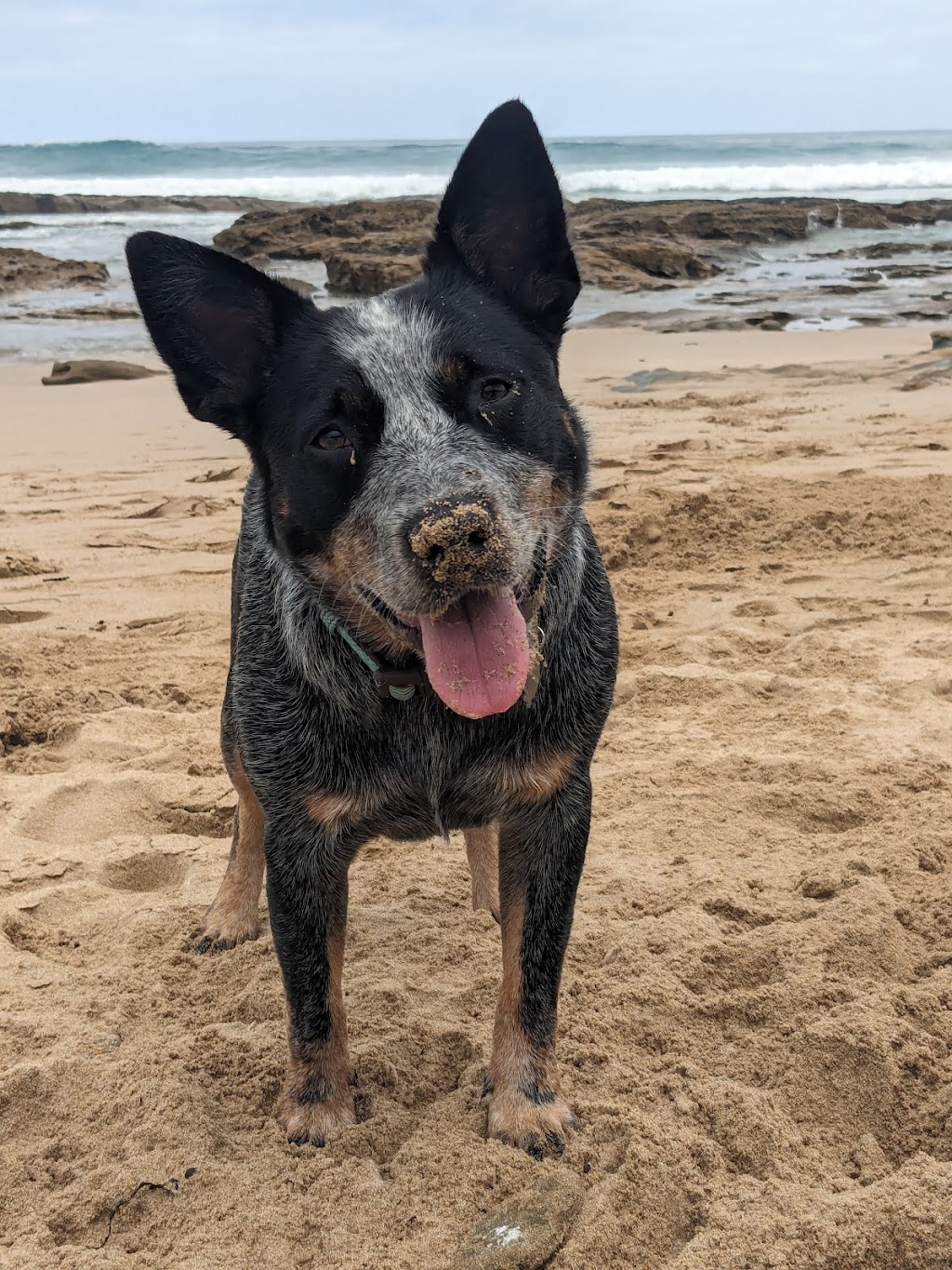 Sit, Stay, Succeed ! Dog training | Surrounding, Beechworth VIC 3747, Australia | Phone: 0468 840 675