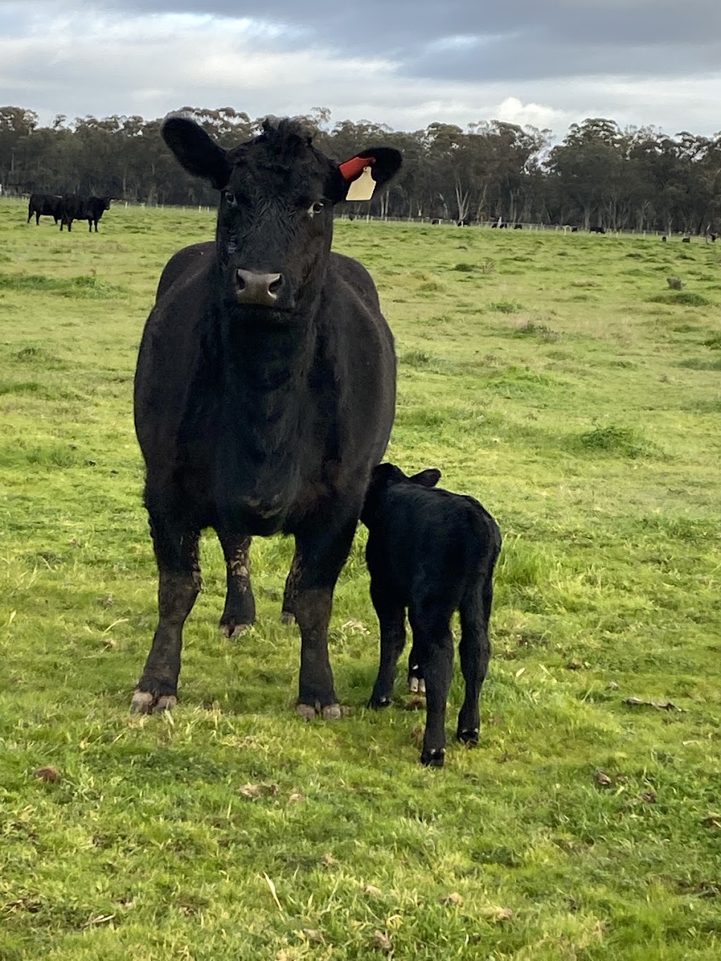 Flora Hill Quality Meats | 15 Retreat Rd, Flora Hill VIC 3550, Australia | Phone: (03) 5443 5682