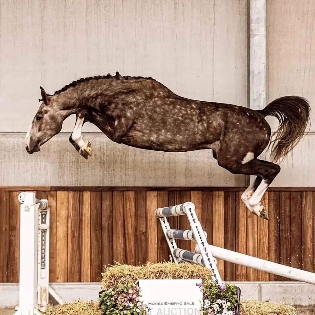 James Equestrian | 188 Armstrong Rd, Biddaddaba QLD 4275, Australia | Phone: 0422 171 421
