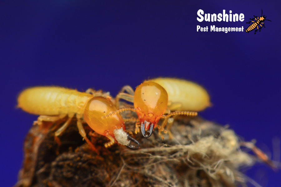 Sunshine Pest Management | 62 Darley Rd, Upper Caboolture QLD 4510, Australia | Phone: 0410 093 712