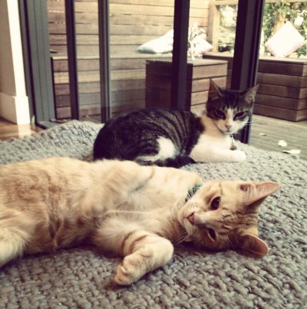 Cat and Kitty Cat Sitting | veterinary care | 2/10 Lancaster Rd, Dover Heights NSW 2030, Australia | 0414276242 OR +61 414 276 242