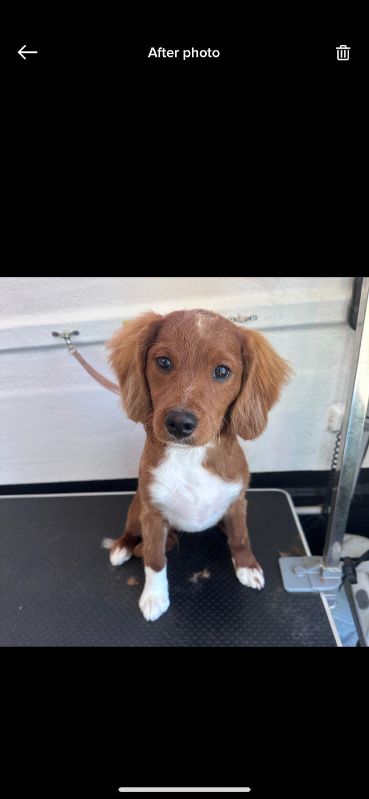 McKinnons Dogwash & Grooming | 32 Hoddle St, Robertson NSW 2577, Australia | Phone: 0434 892 844