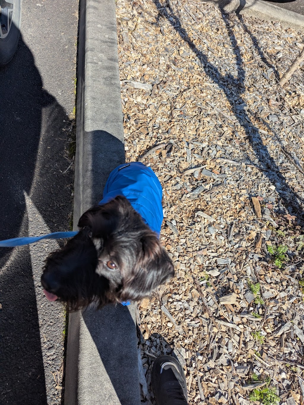 Pets Domain | Pottery Plaza, Shop 6 and Shop 8B Valley Dr, Lithgow NSW 2790, Australia | Phone: (02) 5325 3923