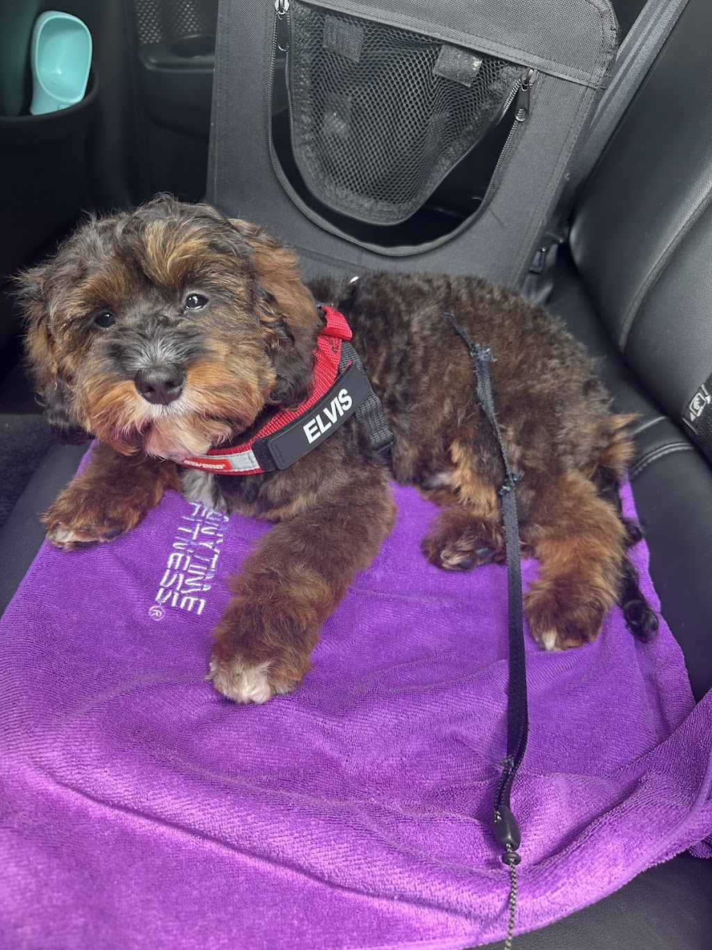 Barks and Bubbles Pet Pawtique | 135 Maidens Brush Rd, Wyoming NSW 2250, Australia | Phone: 0452 501 182