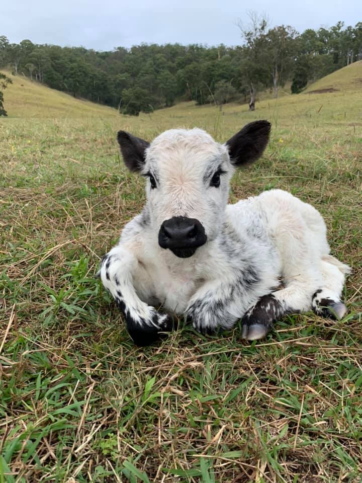 Cubs Speckle Park | Warrazambil Creek Rd, Lynchs Creek NSW 2474, Australia | Phone: (02) 6636 2196