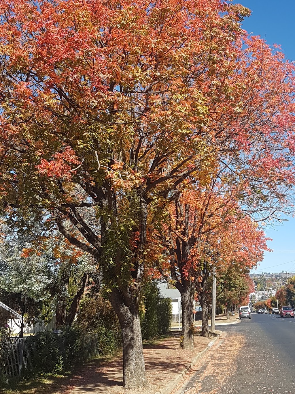 Armidale | park | Armidale NSW 2350, Australia