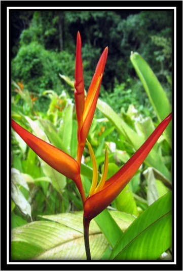 the heliconia guy |  | 38 Mountaintrack Dr, Wamuran QLD 4512, Australia | 0418666310 OR +61 418 666 310