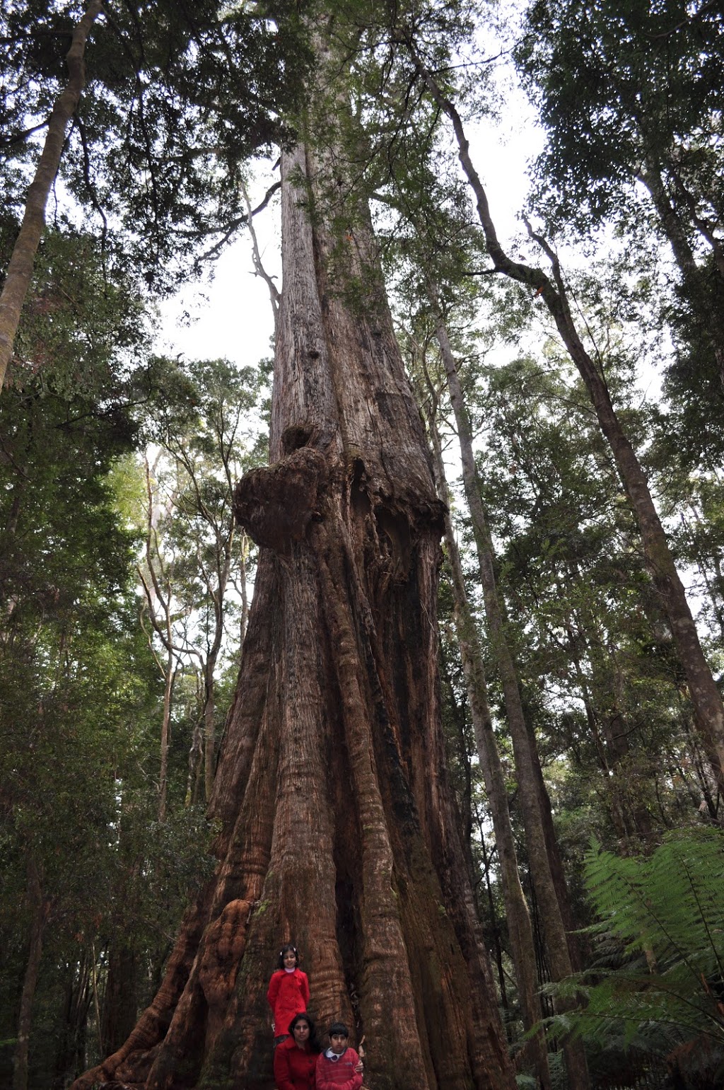 Dip River Forest Reserve | park | Mawbanna TAS 7321, Australia