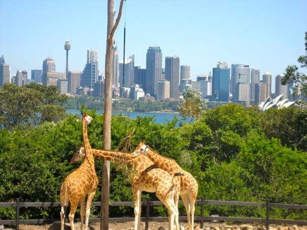 Sydney Zoo | zoo | 700 Great Western Hwy, Bungarribee NSW 2767, Australia | 1800843966 OR +61 1800 843 966