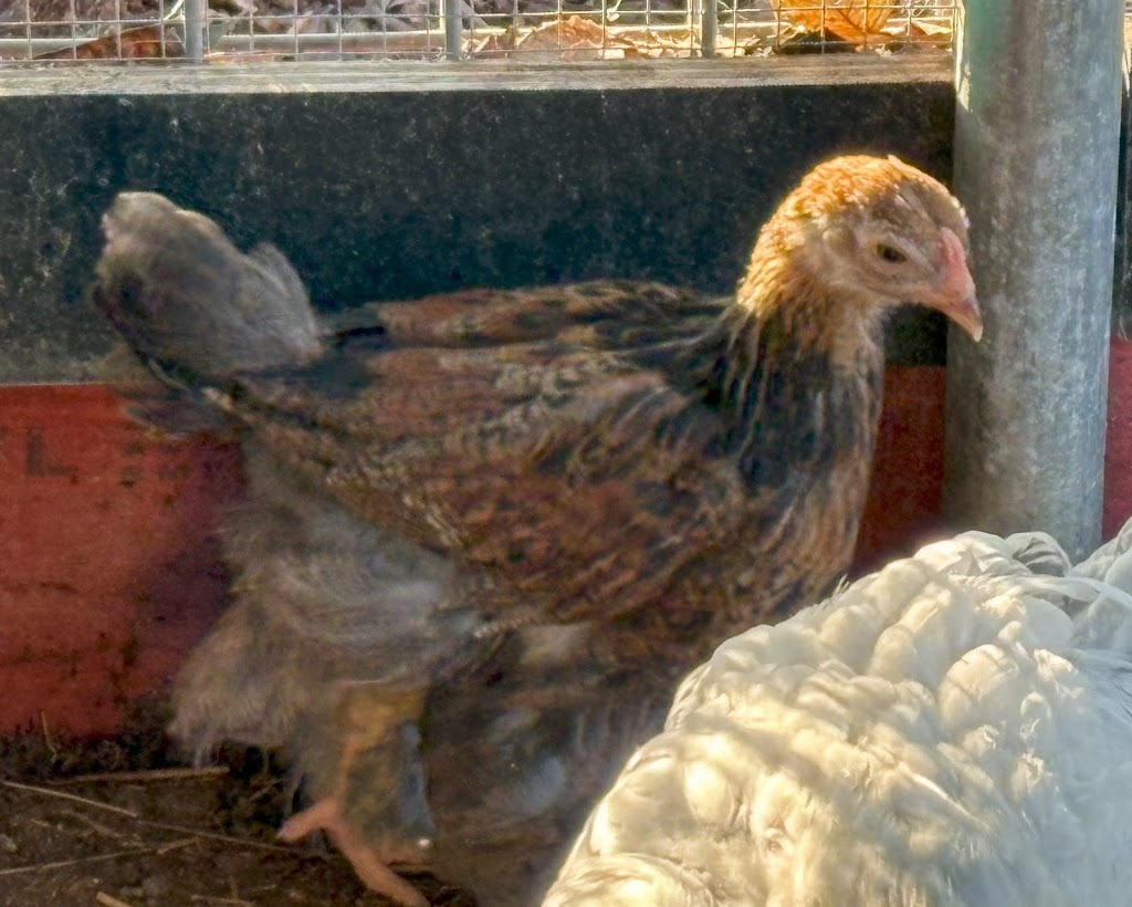 Debras Chicken Haven | Daisy Rd, Mount Tarampa QLD 4311, Australia | Phone: 0447 795 657