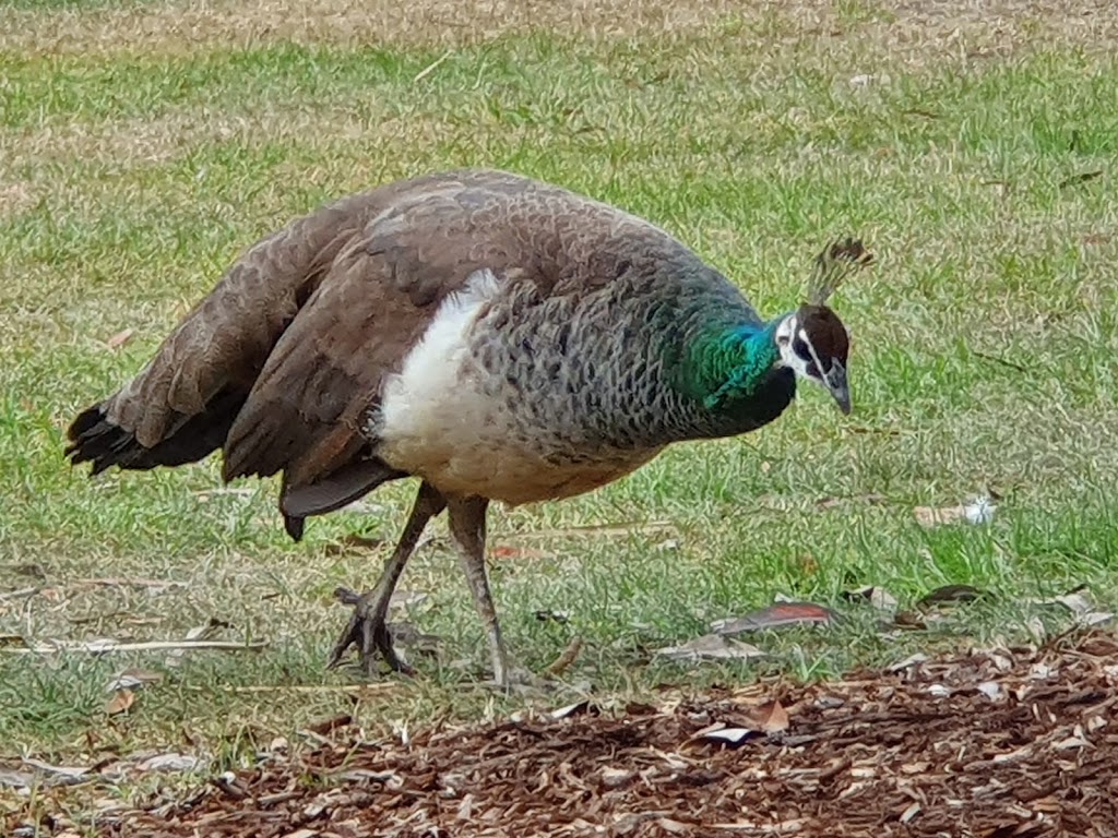 Peacock enclosure | Surfers Paradise QLD 4217, Australia