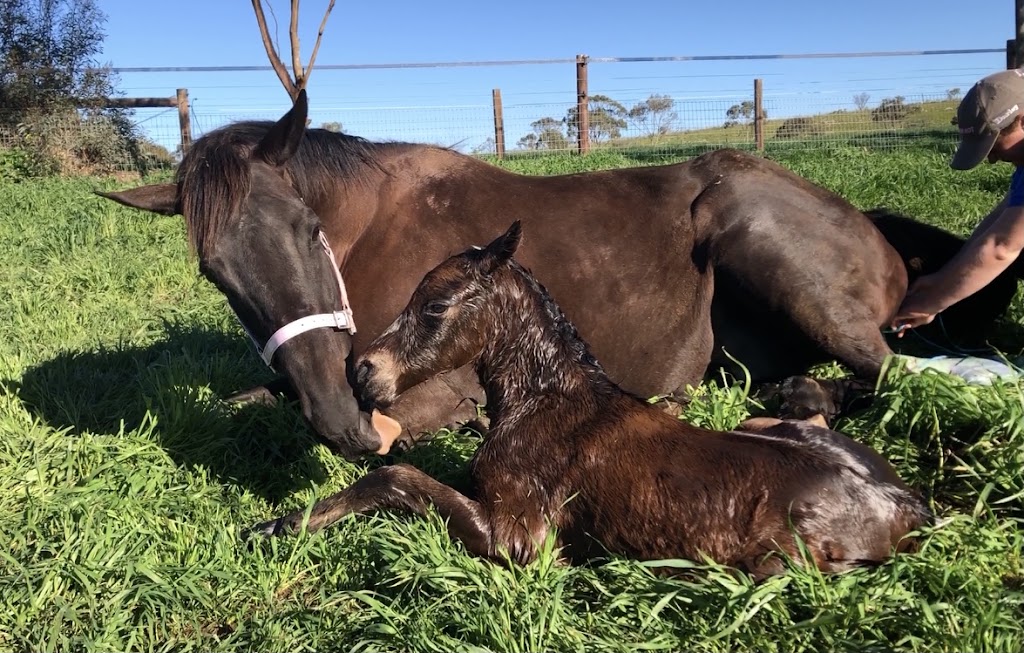 Rathmore Bloodstock & Lodge | 169 Bondleigh Rd, Rockleigh SA 5254, Australia | Phone: 0487 173 989