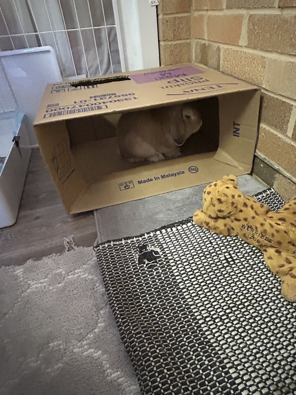 Bunny Bunks | Bateau Bay Rd, Bateau Bay NSW 2261, Australia | Phone: 0404 686 528