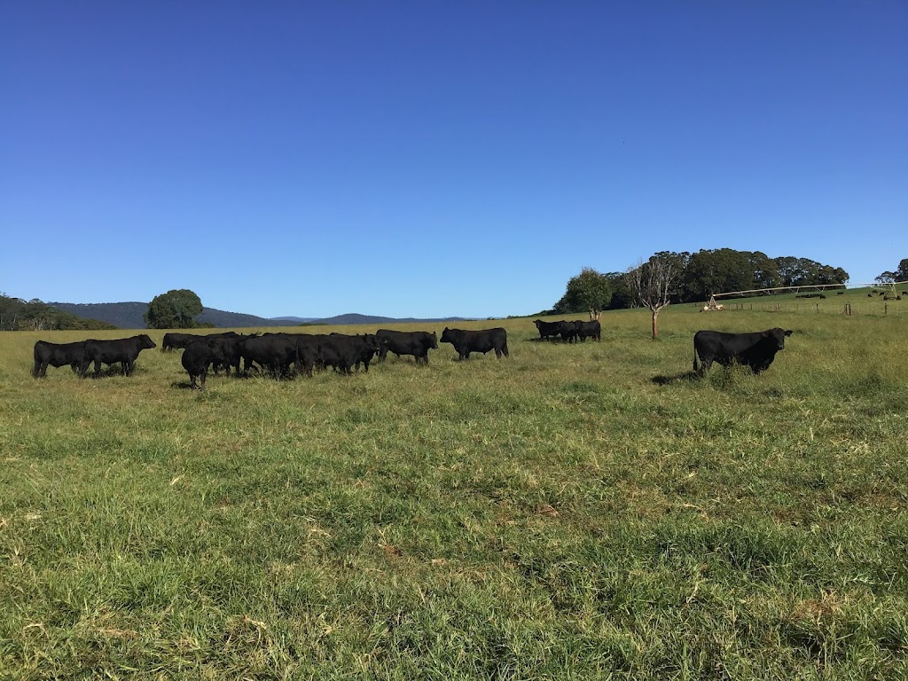Tandara Angus Stud | 31 Paddys Plains Rd, North Dorrigo NSW 2453, Australia | Phone: (02) 6657 5275